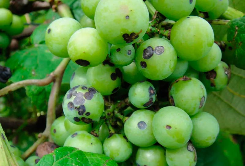 Как выглядит антракноз винограда