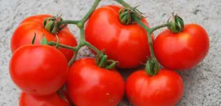 Детерминантные и супердетерминантные помидоры: особенности выращивания