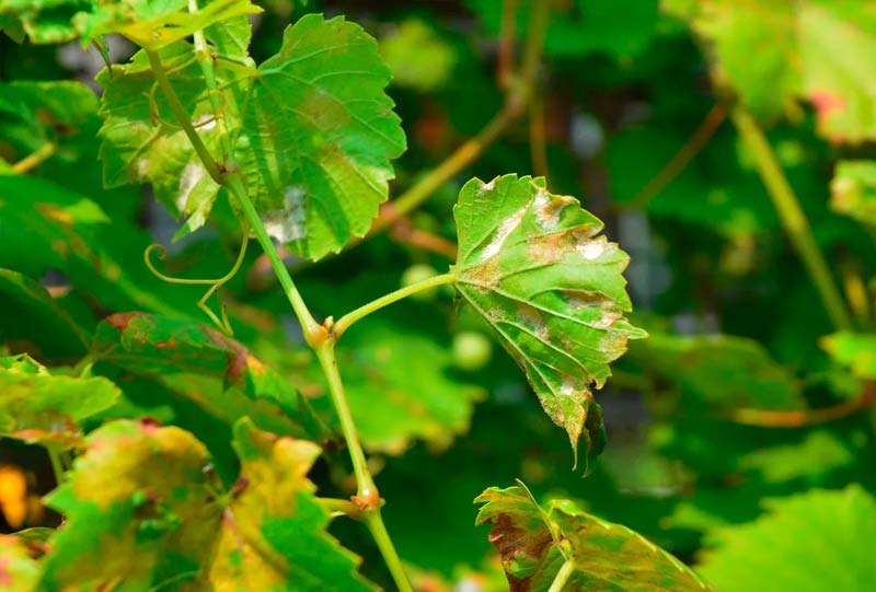 Милдью на листьях винограда