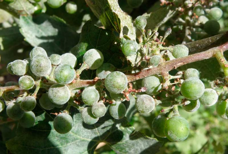 Ложная мучнистая роса (Милдью) на винограде
