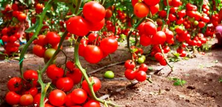 Как выращивать помидоры в открытом грунте