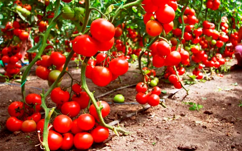 Самые высокоурожайные сорта помидоров