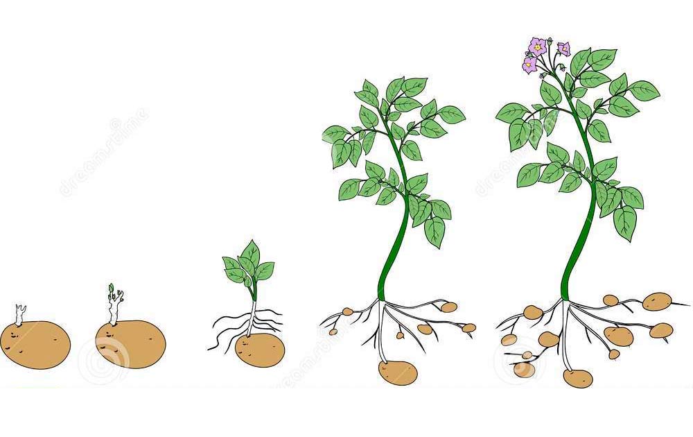 Озеленение семенного картофеля