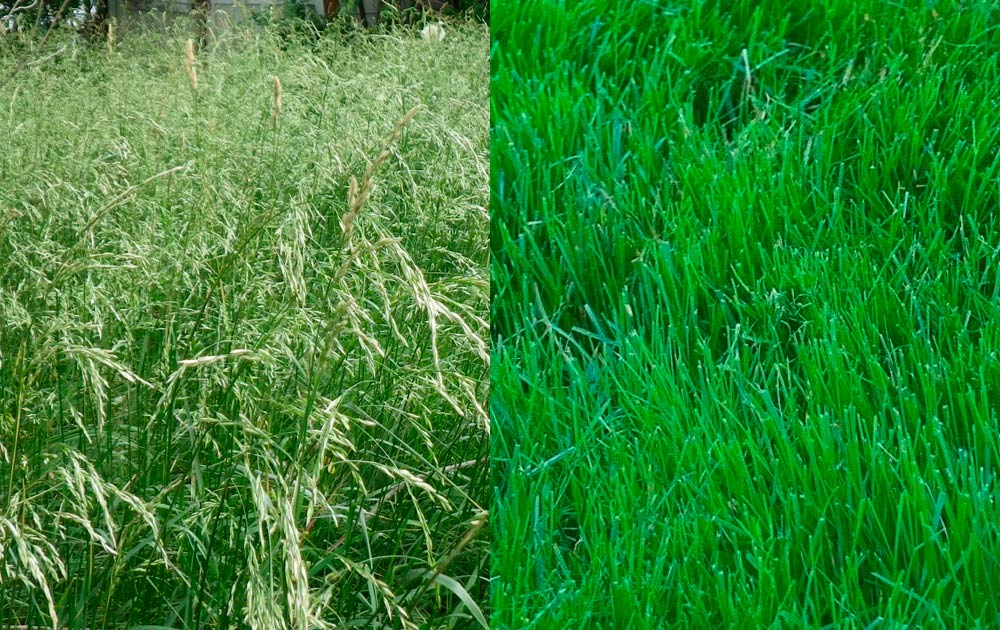 Овсяница луговая - основная газонная трава