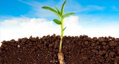 Почва для растений: какой грунт выбрать