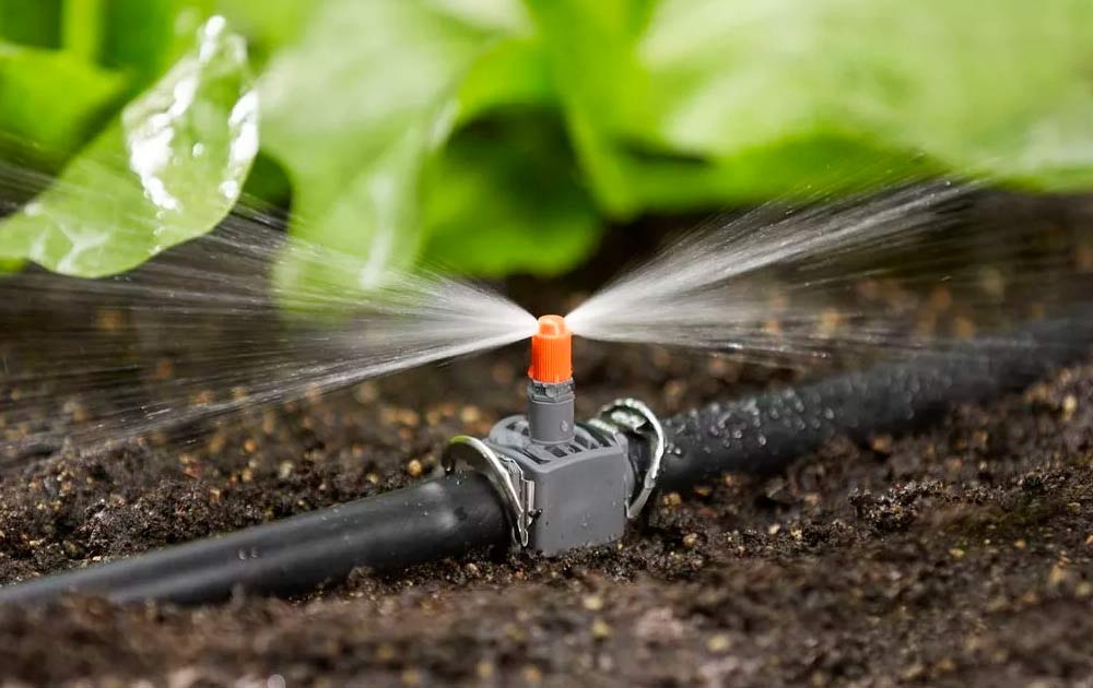 Как правильно поливать растения в жару и не перелить