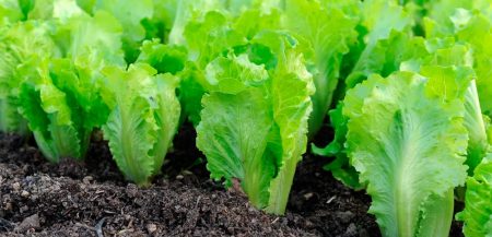 Выращивание салата: выбираем время посадки и боремся с вредителями