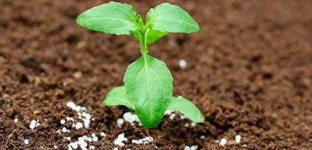 Подкормка растений: какие удобрения бывают и когда их применять