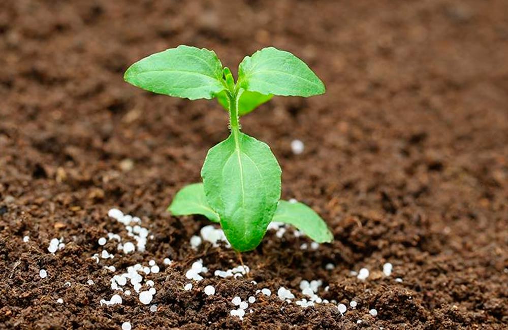 Удобрение растений с помощью удобрений