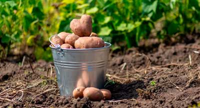 Как эффективно убрать сорняки с картофельных грядок