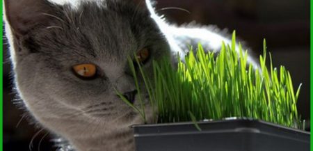 Трава для кошек и других питомцев