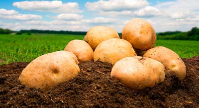 6 полезных фактов о выращивании картофеля.