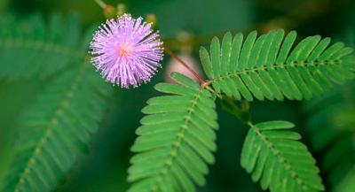 Мимоза стыдливая (Mimosa pudica L.)