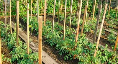 Как подвязывать помидоры: огородные идеи и советы подвязки