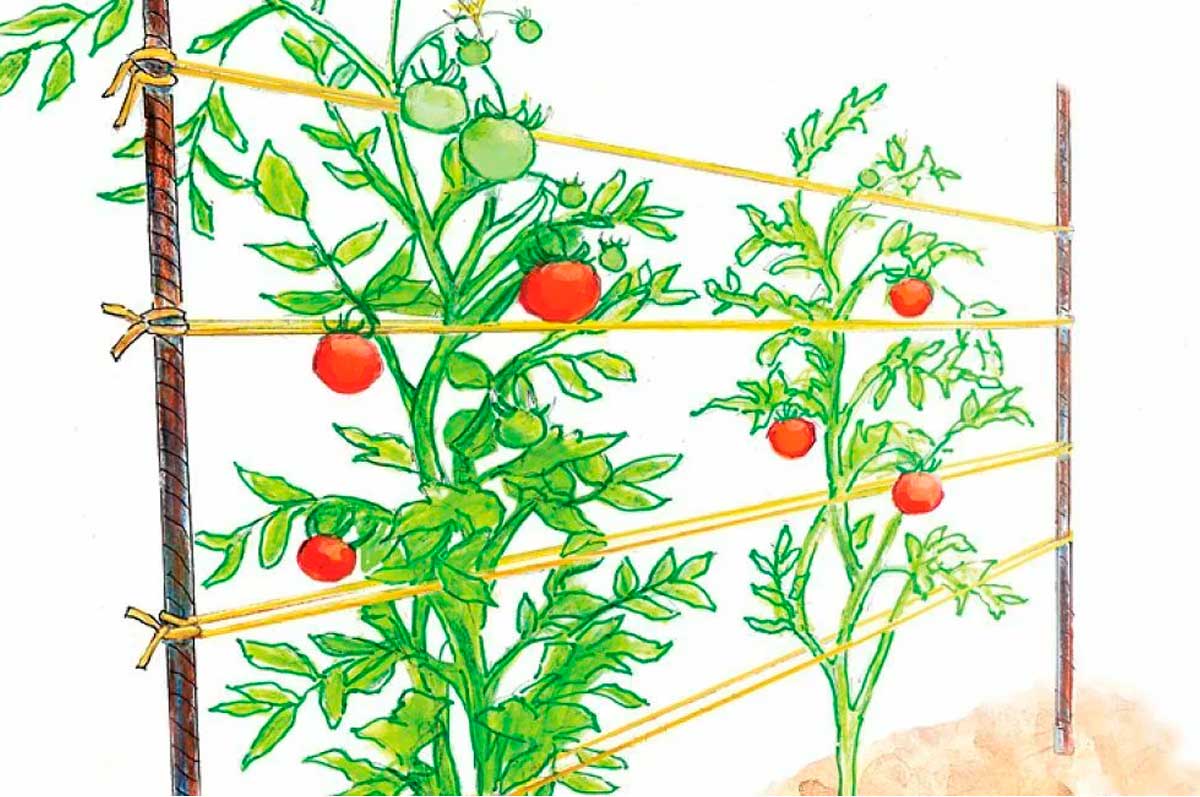 На рисунке изображен томат в разный период. Подвязка высокорослых помидоров. Высокорослые томаты подвязка. Подвязка детерминантных томатов. Помидора на Шпалерной подвязке.