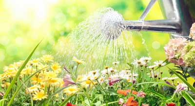 Рекомендации как правильно поливать цветы