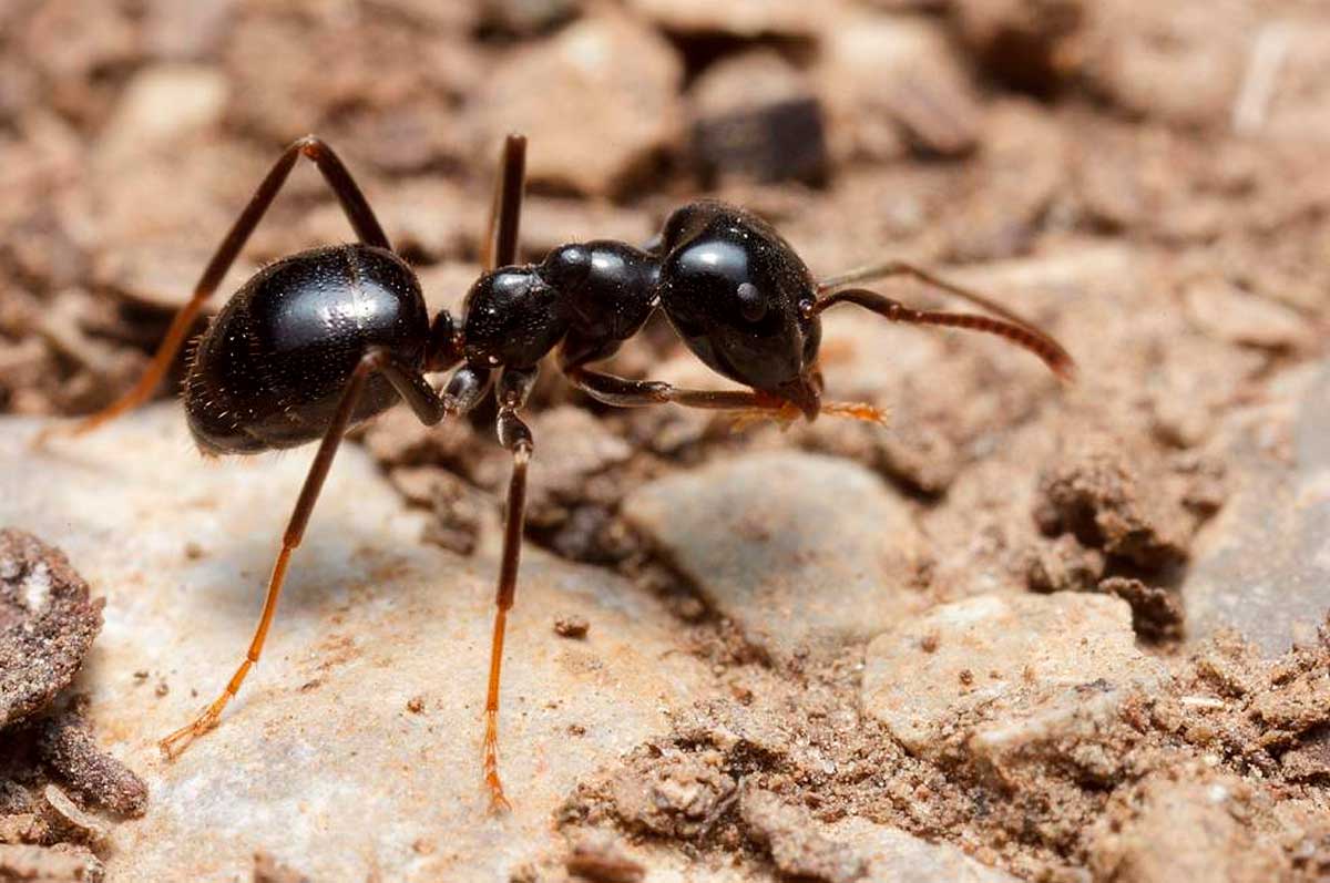 Черный муравей. Лазиус нигер. Черноголовый Лесной муравей. Фараоновые муравьи гнездо. Lasius Niger Муравейник.