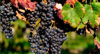 Классификация сортов и видов винограда